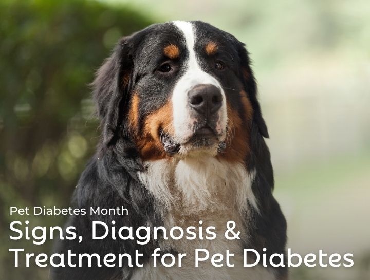 National Pet Diabetes Month