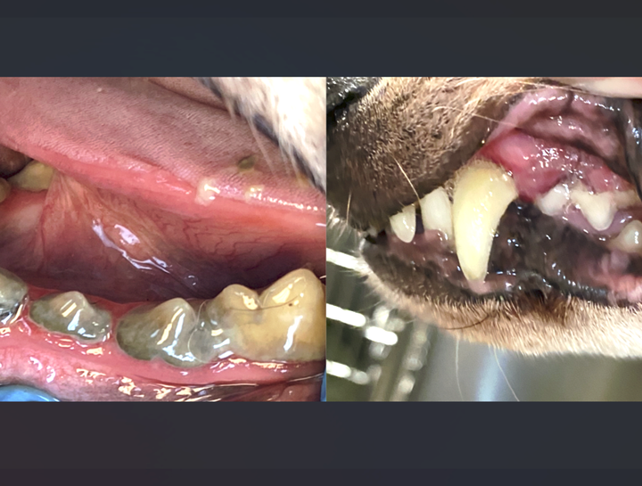 Dental Surgery