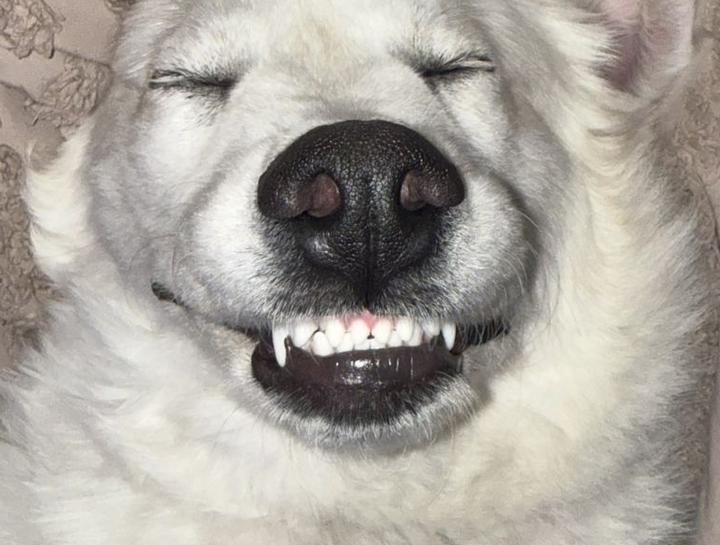 $city Pet Dentist
