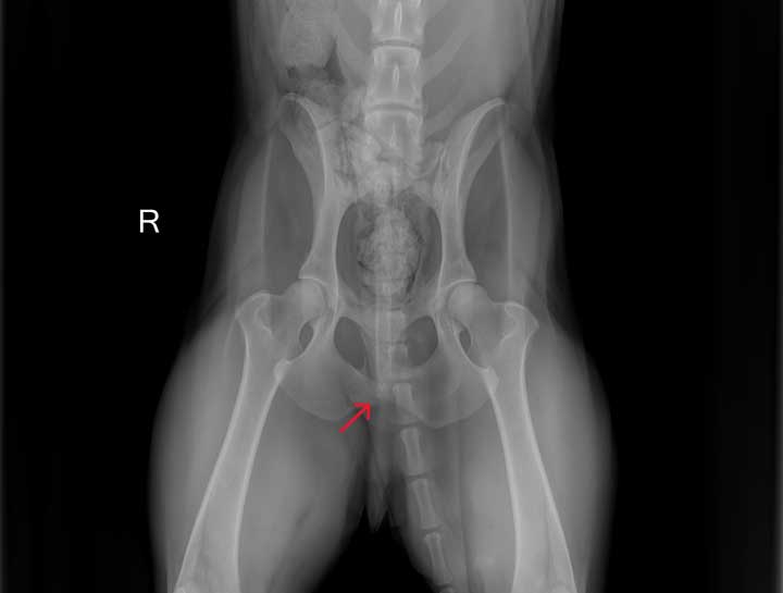 Pet Digital Radiology